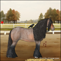 Horse Color:Bay Roan Appaloosa