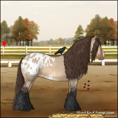 Horse Color:Bay Dun Appaloosa 