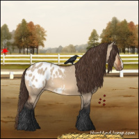 Horse Color:Bay Dun Appaloosa 