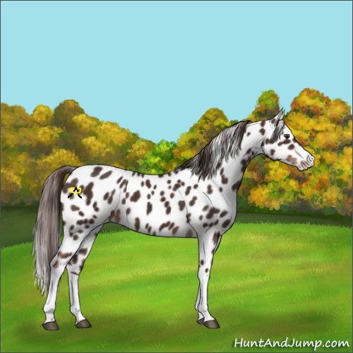 Horse Color:Liver Chestnut Appaloosa 