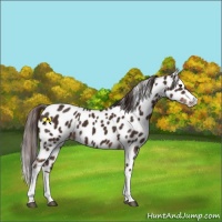 Horse Color:Liver Chestnut Appaloosa 