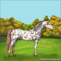 Horse Color:Chestnut Appaloosa 
