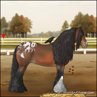 Horse Color:Bay Appaloosa