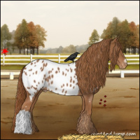 Horse Color:Chestnut Appaloosa 