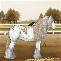 Horse Color:White Spotted Chestnut Appaloosa 