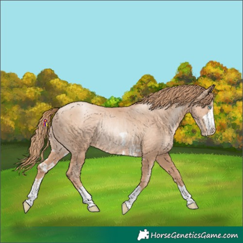 Horse Color:Gold Champagne Pearl Rabicano and Gold Champagne Pearl Rabicano
