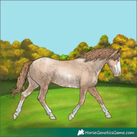 Horse Color:Gold Champagne Pearl Rabicano  and Gold Champagne Pearl Rabicano 