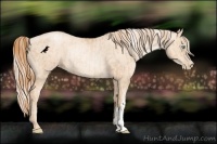 Horse Color:Gold Champagne Pearl Rabicano and Gold Cream Champagne Pearl Rabicano