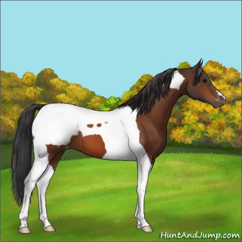 Horse Color:Bay Tobiano Appaloosa 