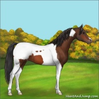 Horse Color:Bay Tobiano Snowcap 