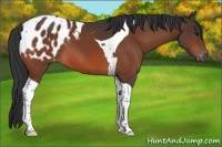 Horse Color:Brown Tobiano Appaloosa 