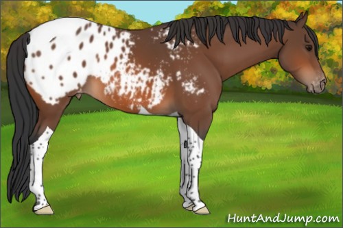 Horse Color:Bay Tobiano Appaloosa 