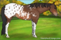 Horse Color:Bay Tobiano Blanket 