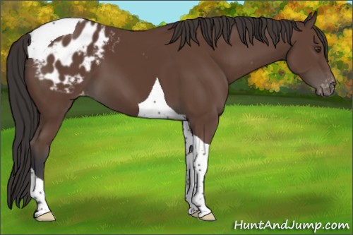 Horse Color:Bay Tobiano Blanket
