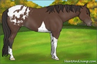 Horse Color:Bay Tobiano Blanket 
