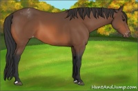 Horse Color:Bay Appaloosa 