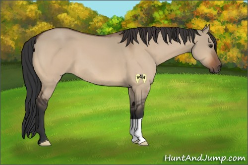 Horse Color:Bay Dun 