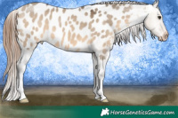 Horse Color:Brown Dun Near Leopard 