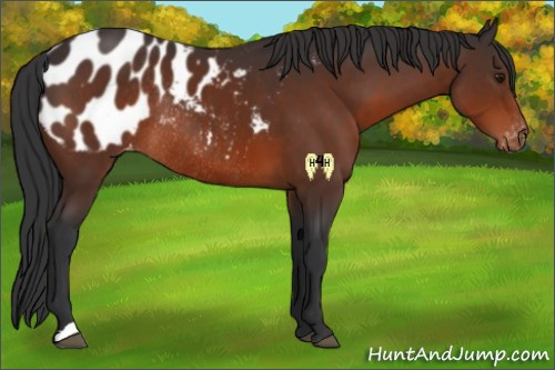 Horse Color:Brown Appaloosa Rabicano 