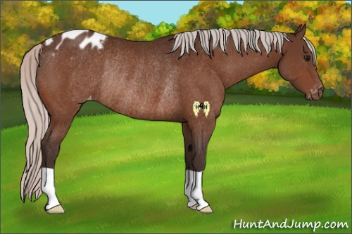 Horse Color:Silver Bay Appaloosa Rabicano 