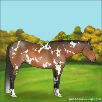 Horse Color:White Spotted Bay 