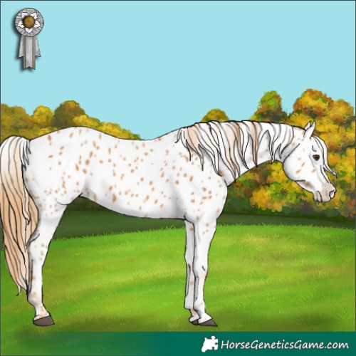 Horse Color:Chestnut Near Leopard 