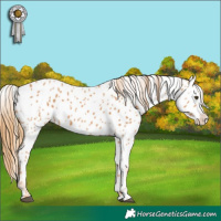 Horse Color:Chestnut Near Leopard 