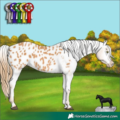Horse Color:Chestnut Appaloosa 