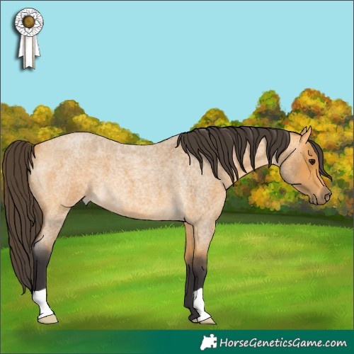 Horse Color:Buckskin Roan 