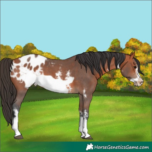 Horse Color:Bay Sabino Frame Blanket