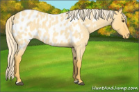 Horse Color:Palomino Roan Dun Appaloosa 
