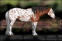 Horse Color:Bay Sabino Blanket Rabicano  and Bay Sabino Splash Blanket Rabicano 