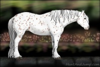 Horse Color:Bay Sabino Appaloosa Rabicano  and Bay Sabino Appaloosa Rabicano 