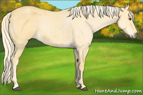 Horse Color:Palomino Dun 