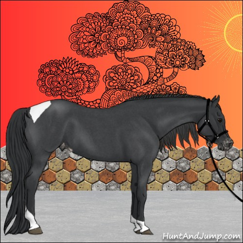 Horse Color:Blue Roan Tobiano Appaloosa 