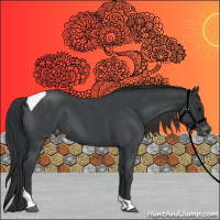 Horse Color:Blue Roan Tobiano Appaloosa 