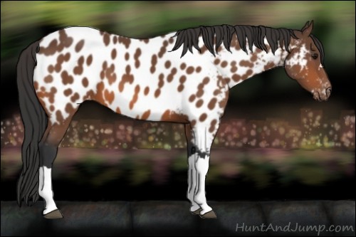 Horse Color:Bay Appaloosa