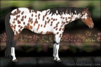 Horse Color:Bay Appaloosa 
