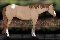 Horse Color:Red Dun Varnish 