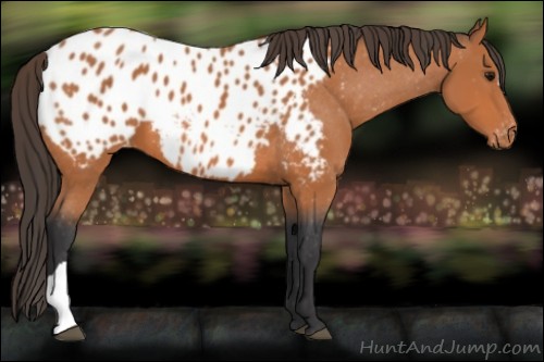 Horse Color:Bay Appaloosa