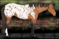 Horse Color:Bay Appaloosa 