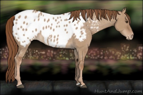 Horse Color:Red Dun Appaloosa 