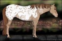 Horse Color:Red Dun Appaloosa 