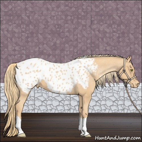 Horse Color:Gold Champagne Tobiano Appaloosa 