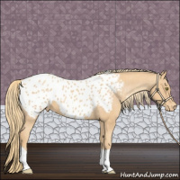 Horse Color:Gold Champagne Tobiano Appaloosa 