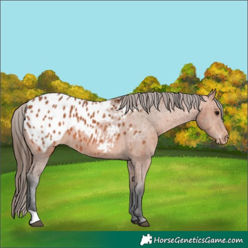 Horse Color:Bay Appaloosa