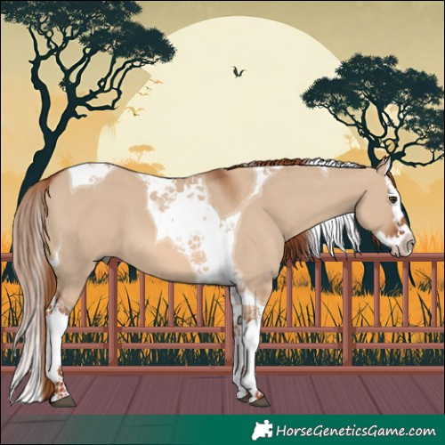 Horse Color:Red Dun Splash Tobiano 