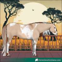 Horse Color:Red Dun Splash Tobiano 