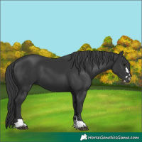 Horse Color:Black 