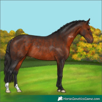Horse Color:Bay Rabicano 